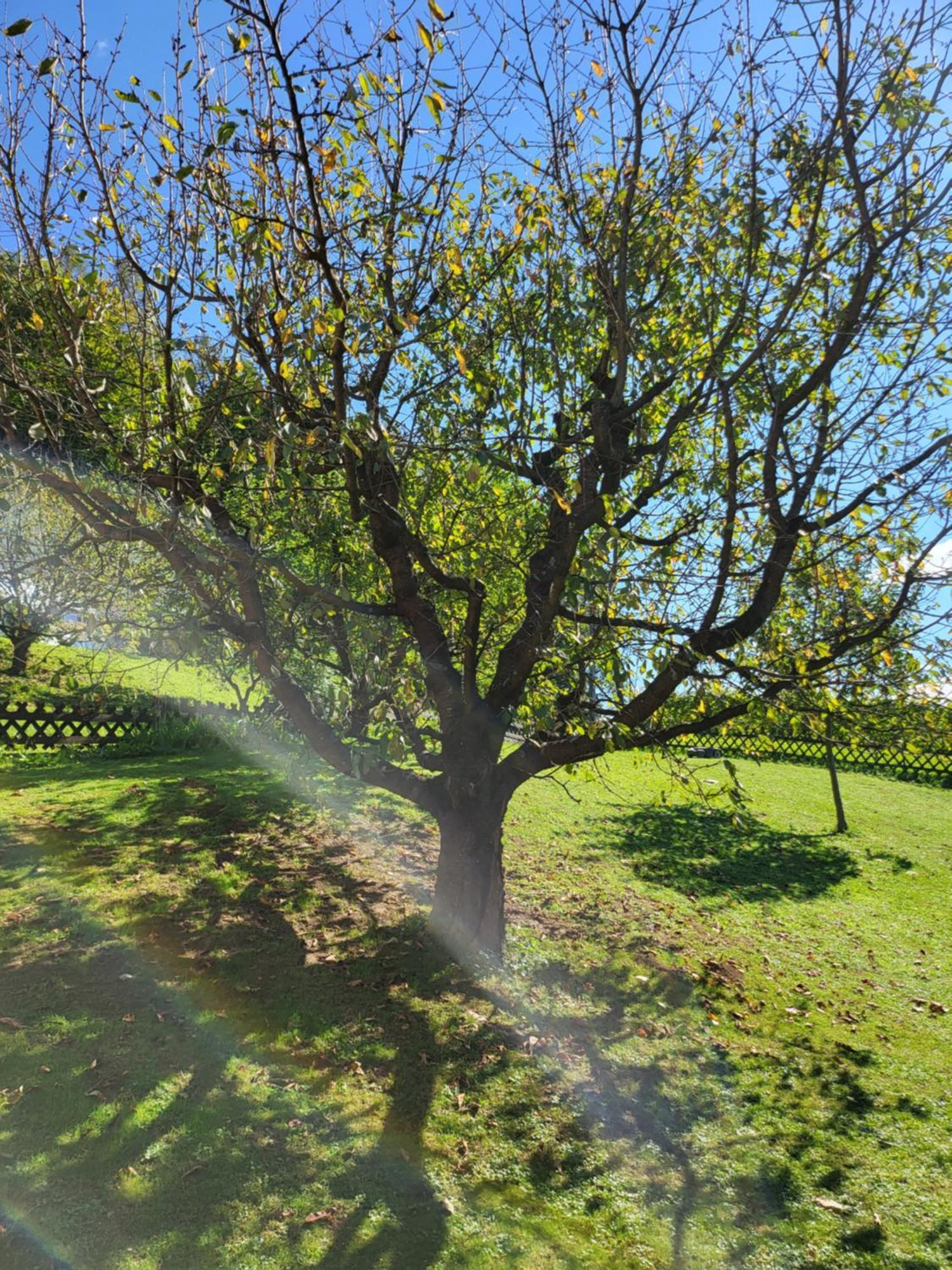 Ferienhaus Zangl Am Seggauberg - Suedsteiermark Λάιμπνιτς Εξωτερικό φωτογραφία